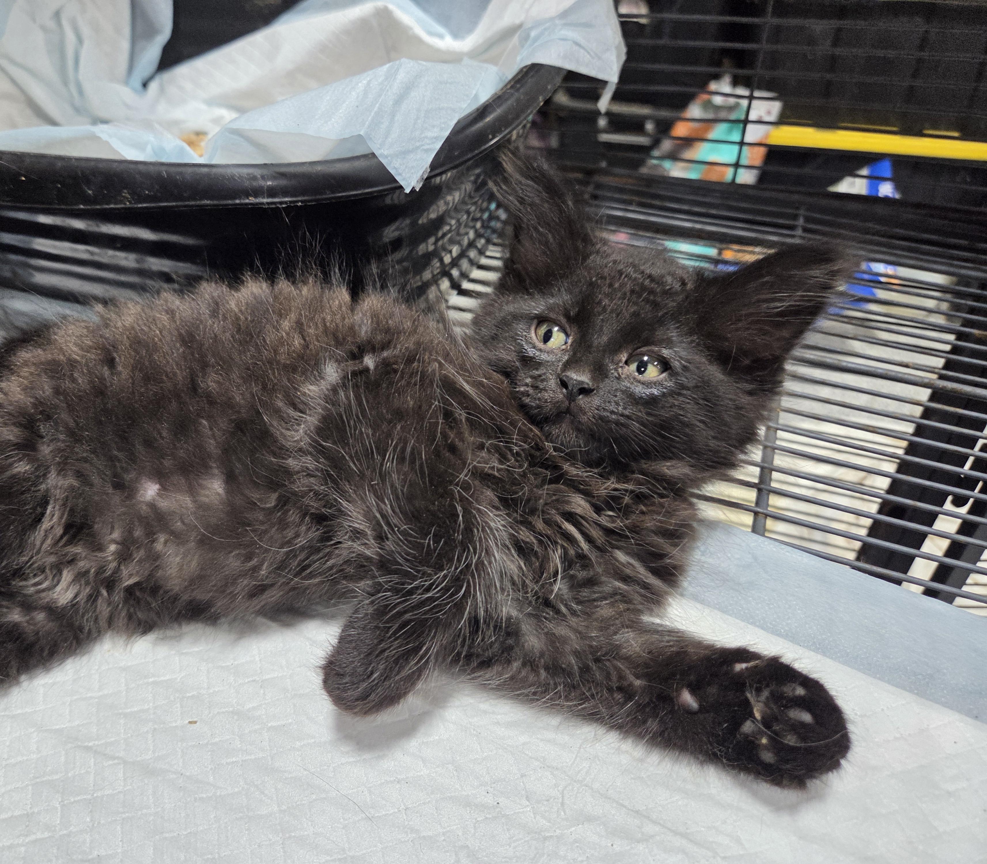 Snuggle Bear, a ADOPTABLE Domestic Long Hair in Columbia, MO image 6/6