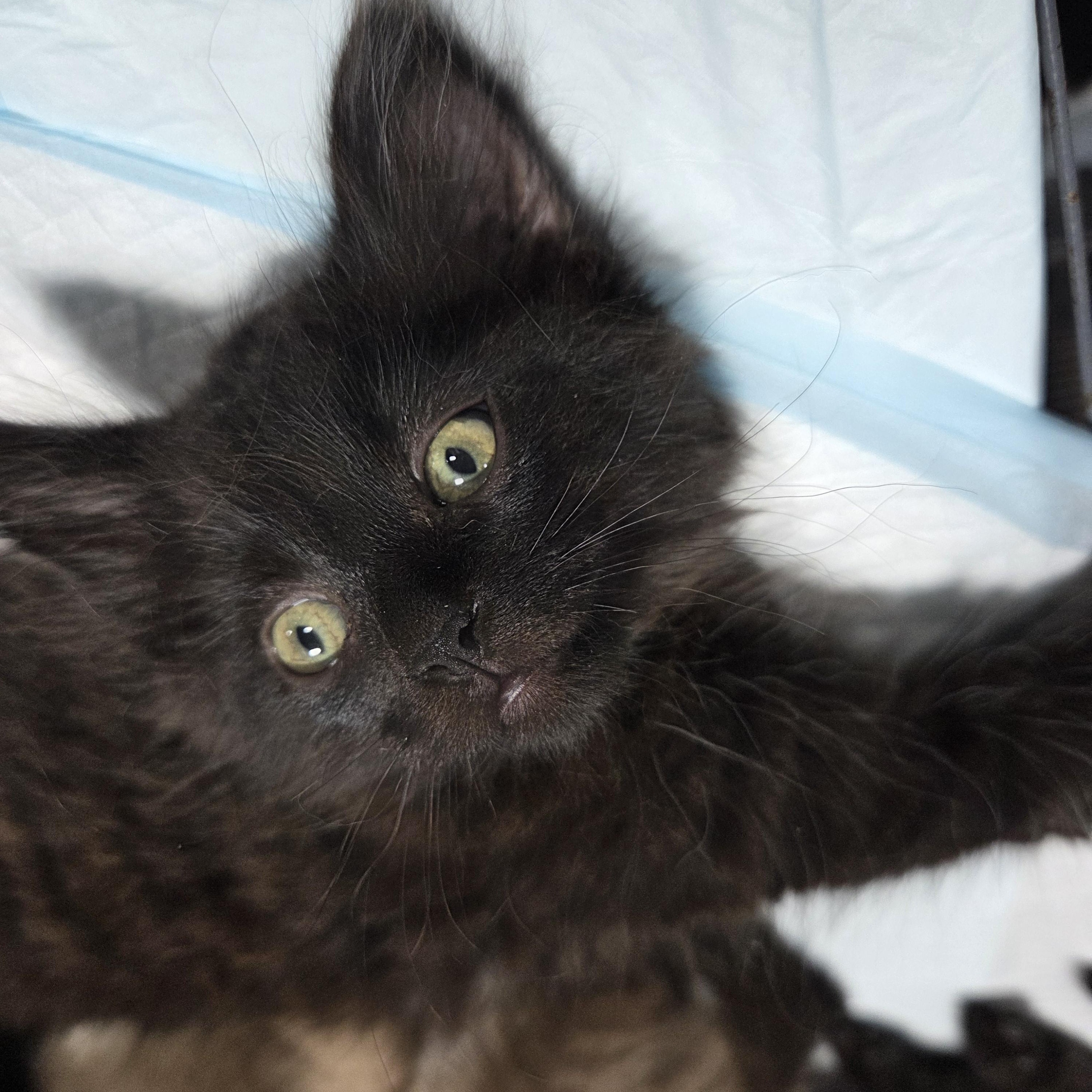 Snuggle Bear, a ADOPTABLE Domestic Long Hair in Columbia, MO image 4/6