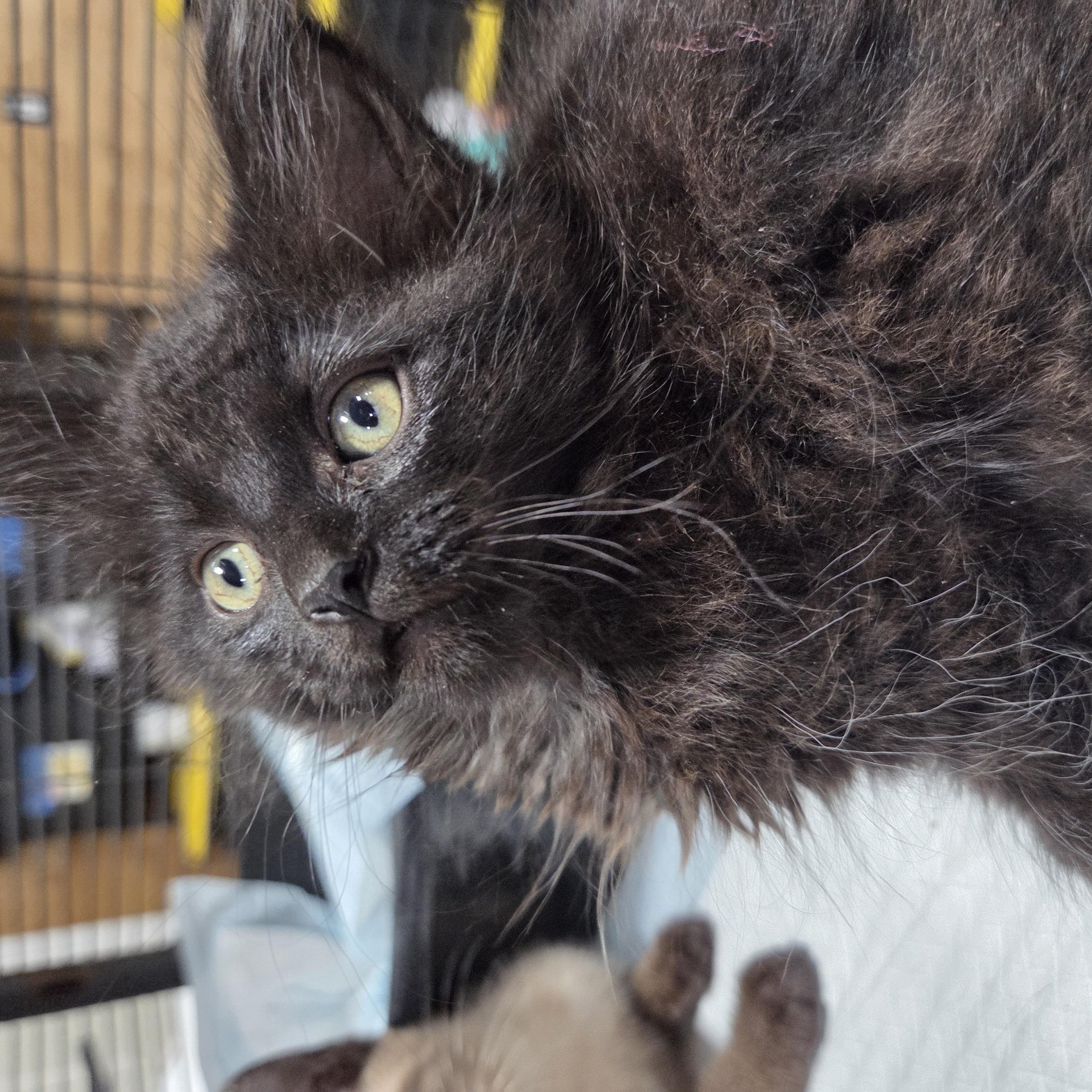 Snuggle Bear, a ADOPTABLE Domestic Long Hair in Columbia, MO image 3/6