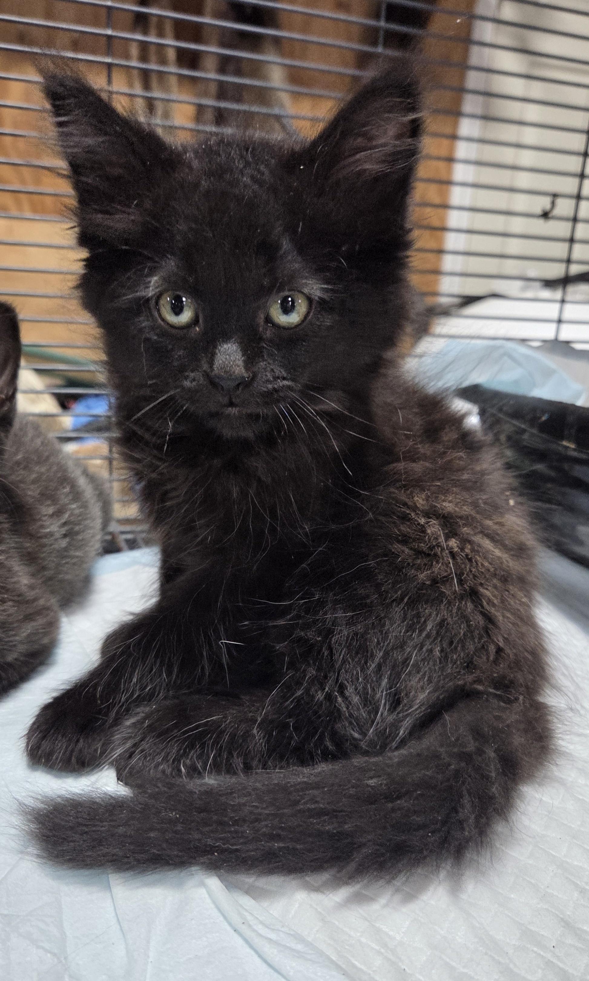 Snuggle Bear, ADOPTABLE, Kitten Female Domestic Long Hair.
