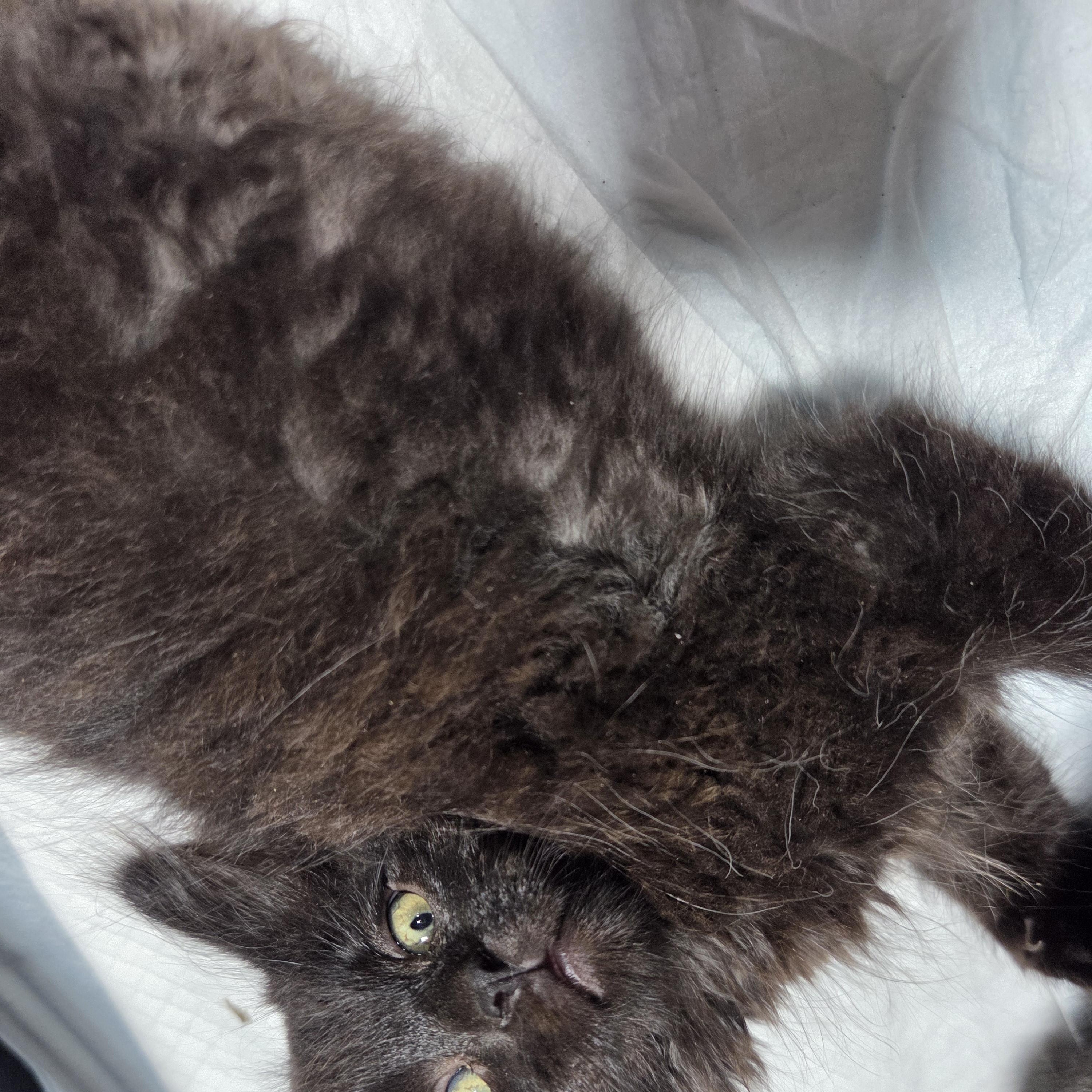 Snuggle Bear, a ADOPTABLE Domestic Long Hair in Columbia, MO image 2/6