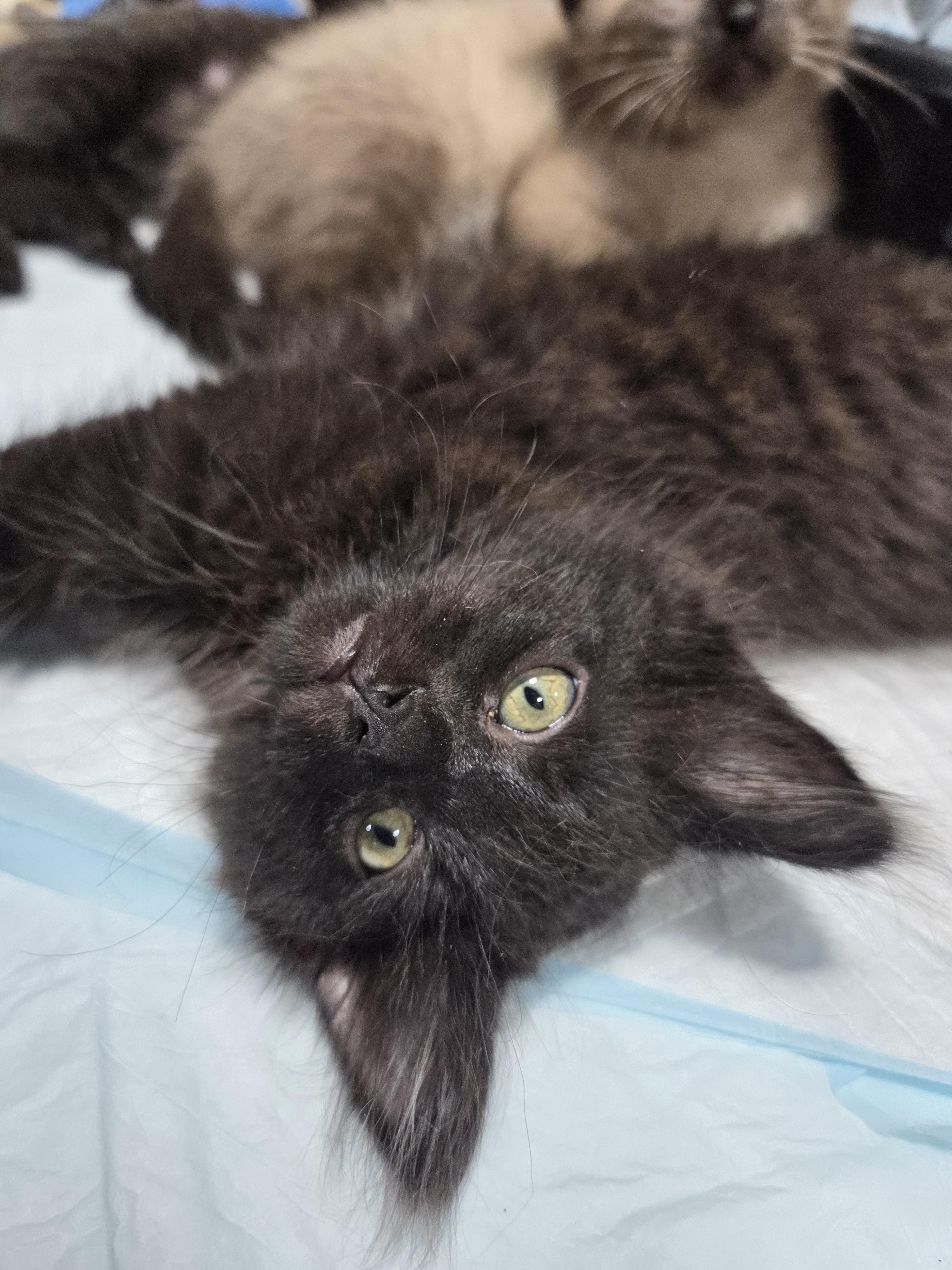 Snuggle Bear, a ADOPTABLE Domestic Long Hair in Columbia, MO image 5/6