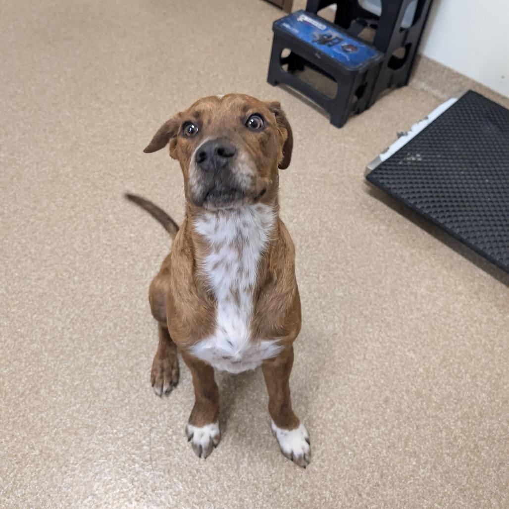 Enlarge Kimber, a Adoptable mixed breed in League City, TX image 2/6