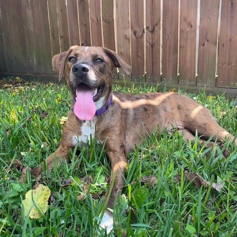 Enlarge Kimber, a Adoptable mixed breed in League City, TX image 4/6