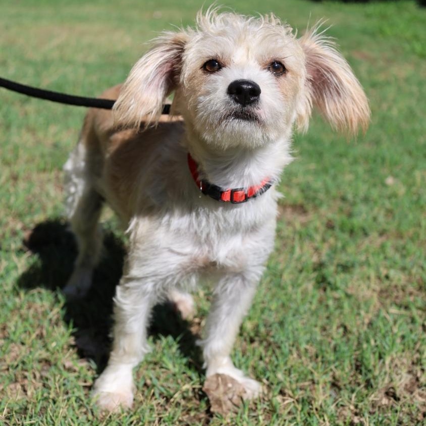 Enlarge Hansel, a Adoptable mixed breed in Mansfield, TX image 4/5