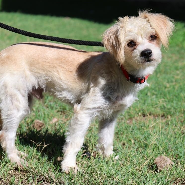 Enlarge Hansel, a Adoptable mixed breed in Mansfield, TX image 3/5