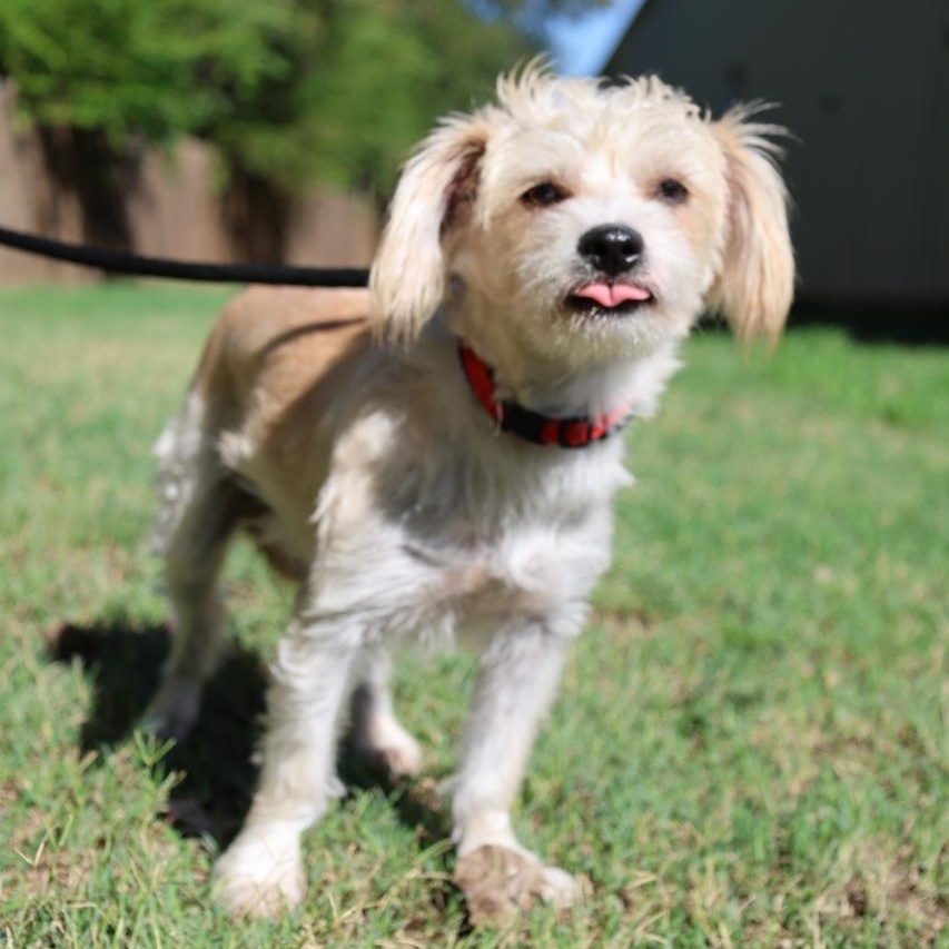 Enlarge Hansel, a Adoptable mixed breed in Mansfield, TX image 2/5