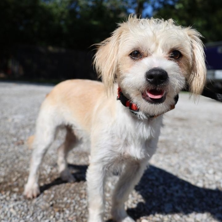 Hansel, Adoptable, Young Male Maltipoo & Terrier.