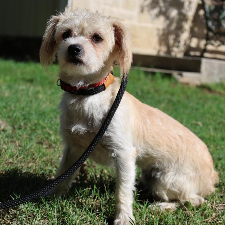 Enlarge Hansel, a Adoptable mixed breed in Mansfield, TX image 5/5