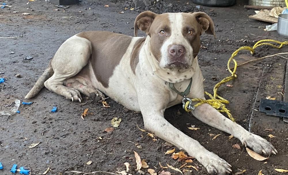 Buddy, Adoptable, Adult Male Mixed Breed.