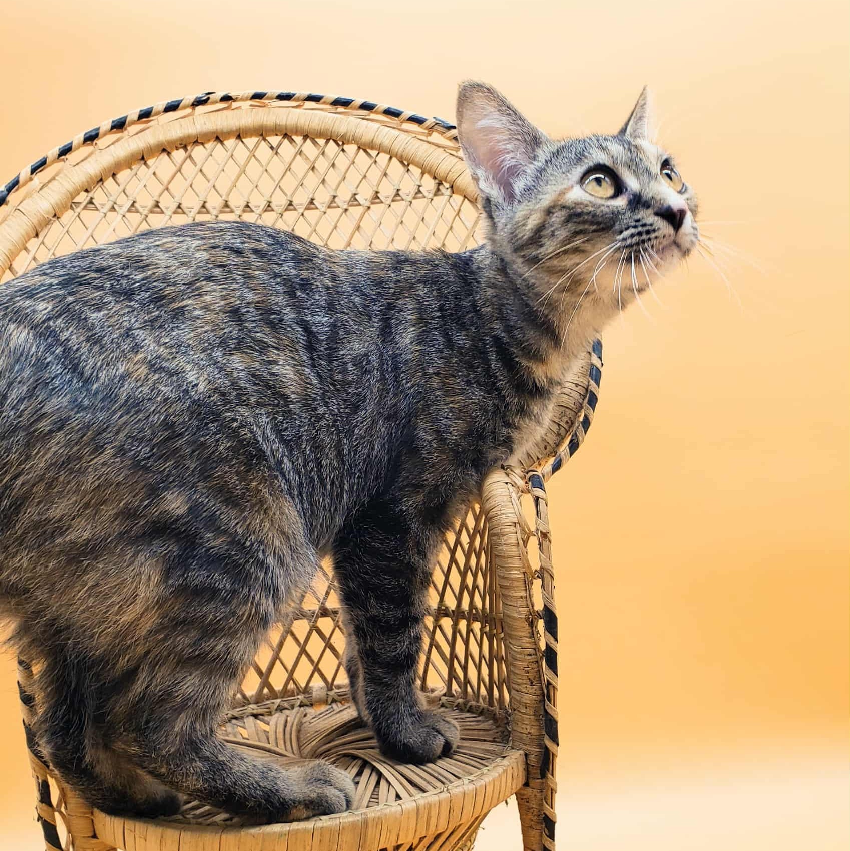 Pontiac — thumbnail 2