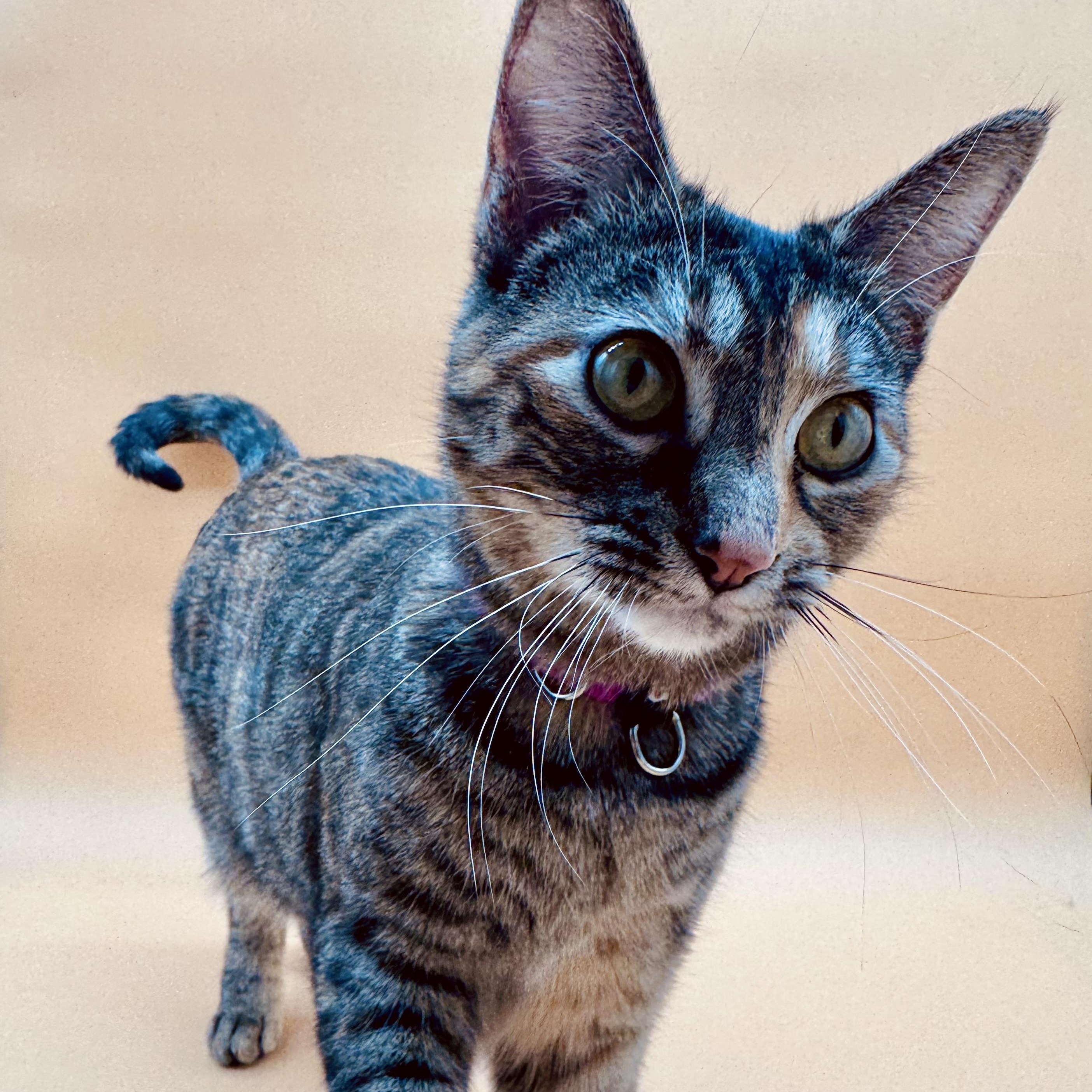 Pontiac — thumbnail 3