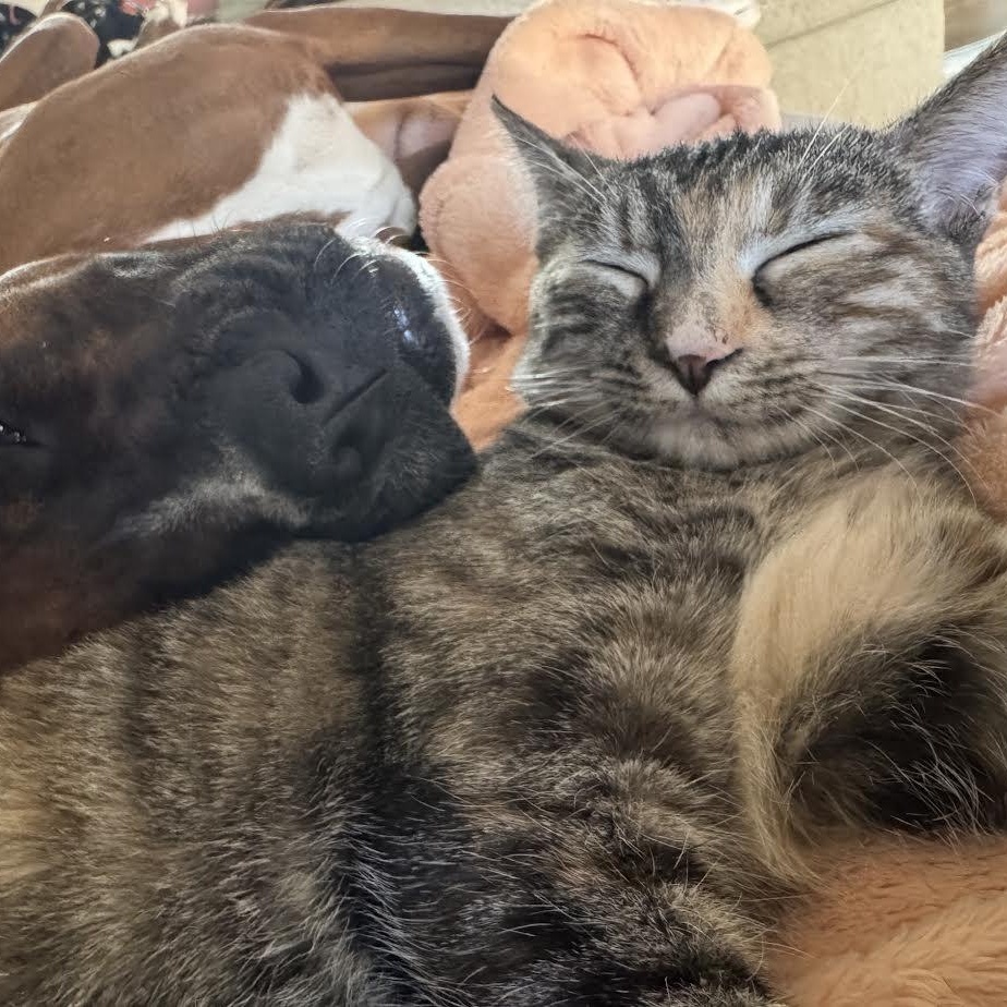 Pontiac — thumbnail 4