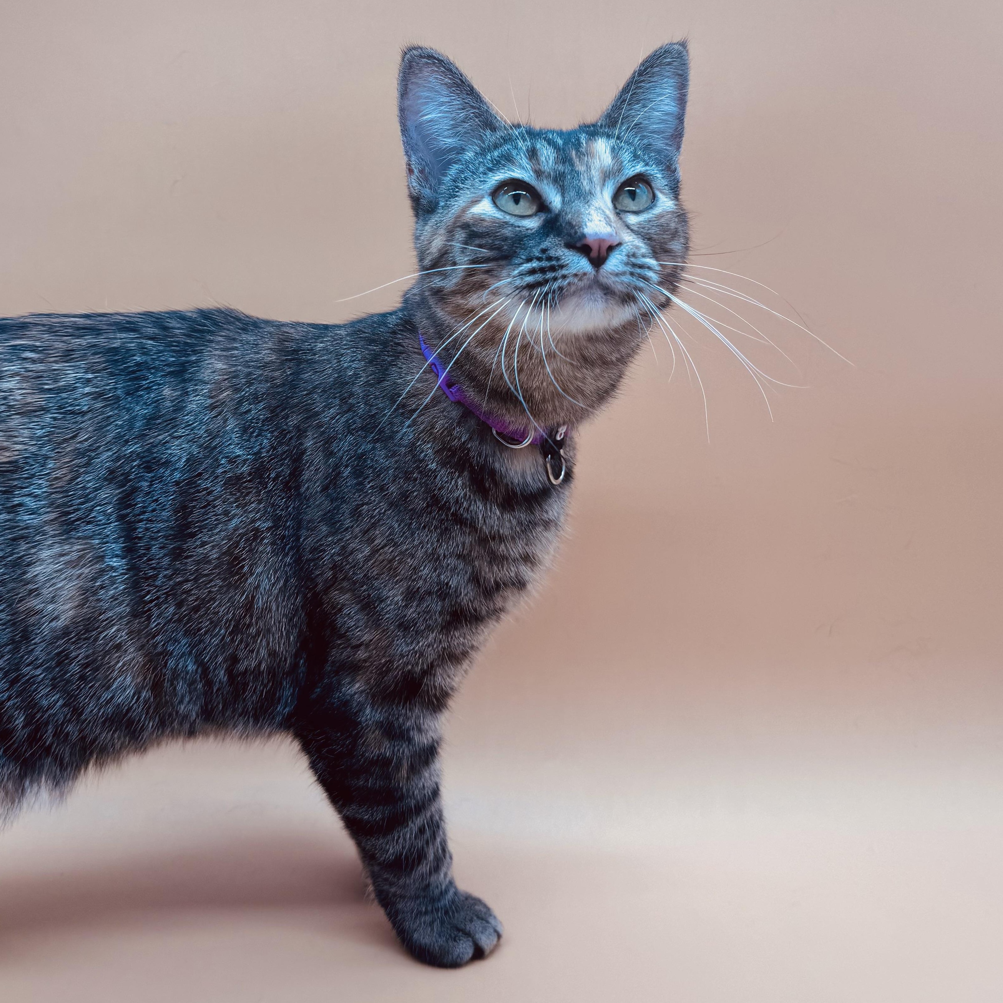 Pontiac — thumbnail 5