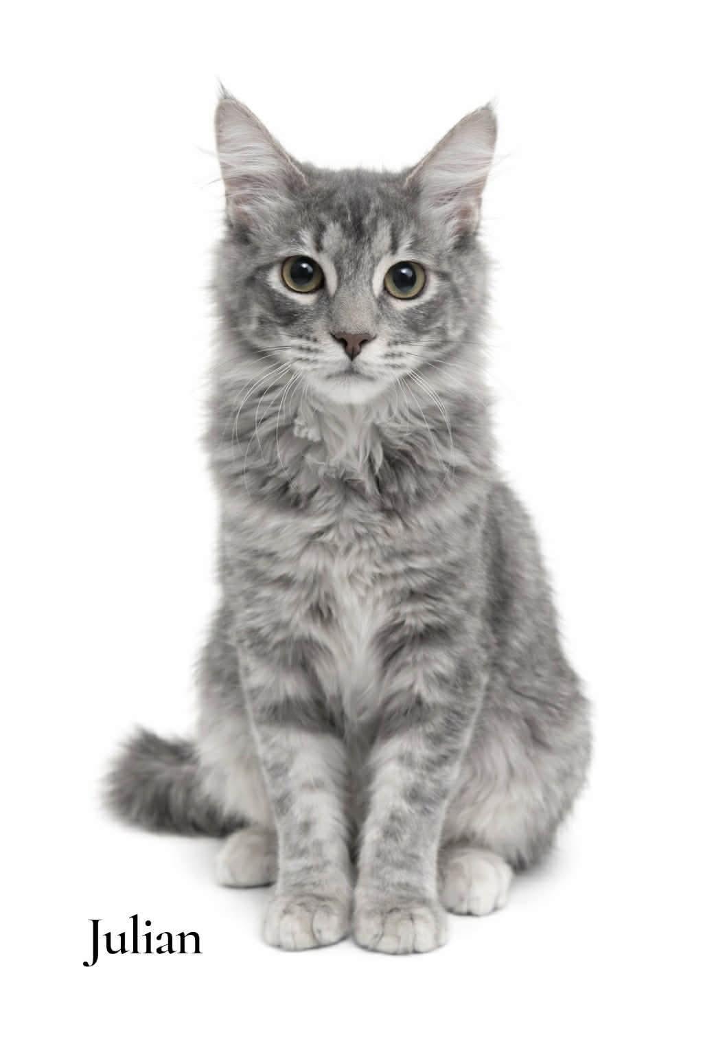 Julian, adopted, Kitten Male Domestic Short Hair.