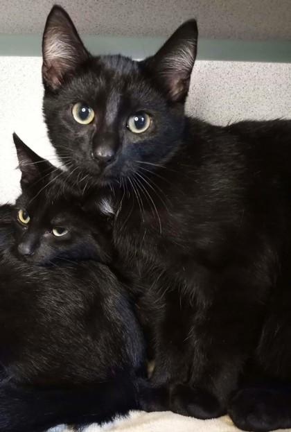 Ruff, Adoptable, Kitten Male Domestic Short Hair.