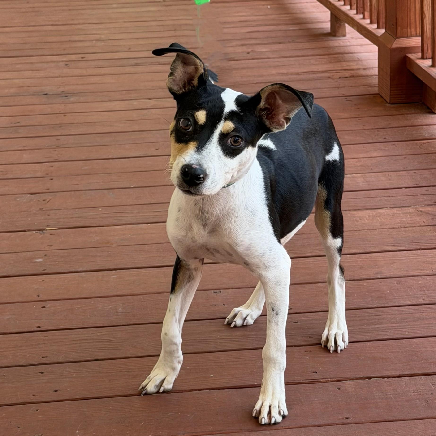 Tilly Jackson, adopted, Puppy Female Terrier.