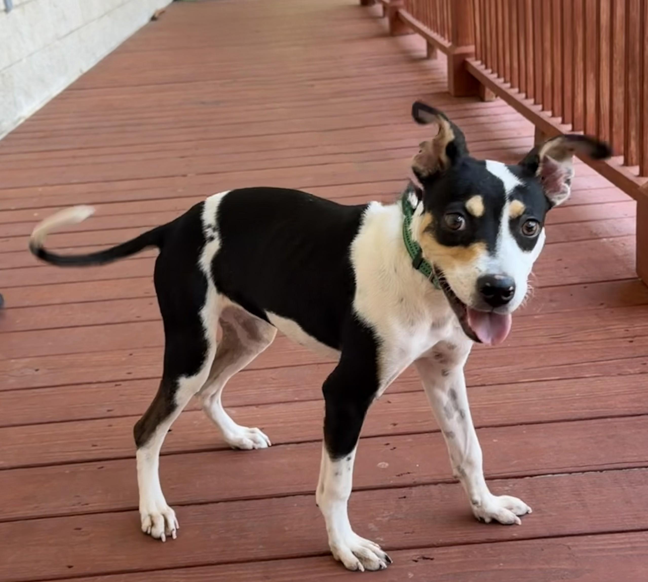 Enlarge Tilly Jackson, an adopted mixed breed in Slidell, LA image 2/2