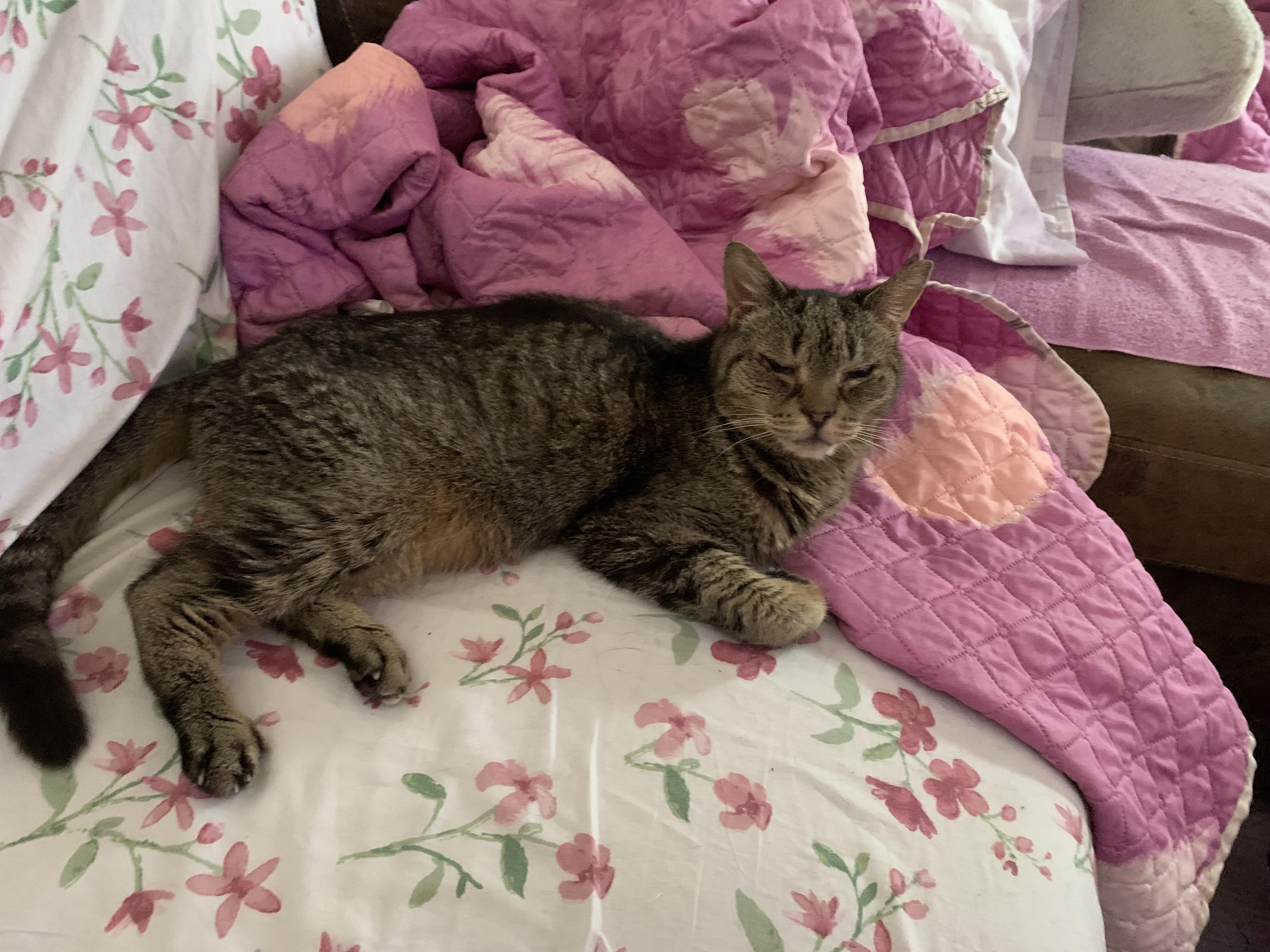 Enlarge Prince, a Adopted Domestic Short Hair in Pompton Lakes, NJ image 6/6