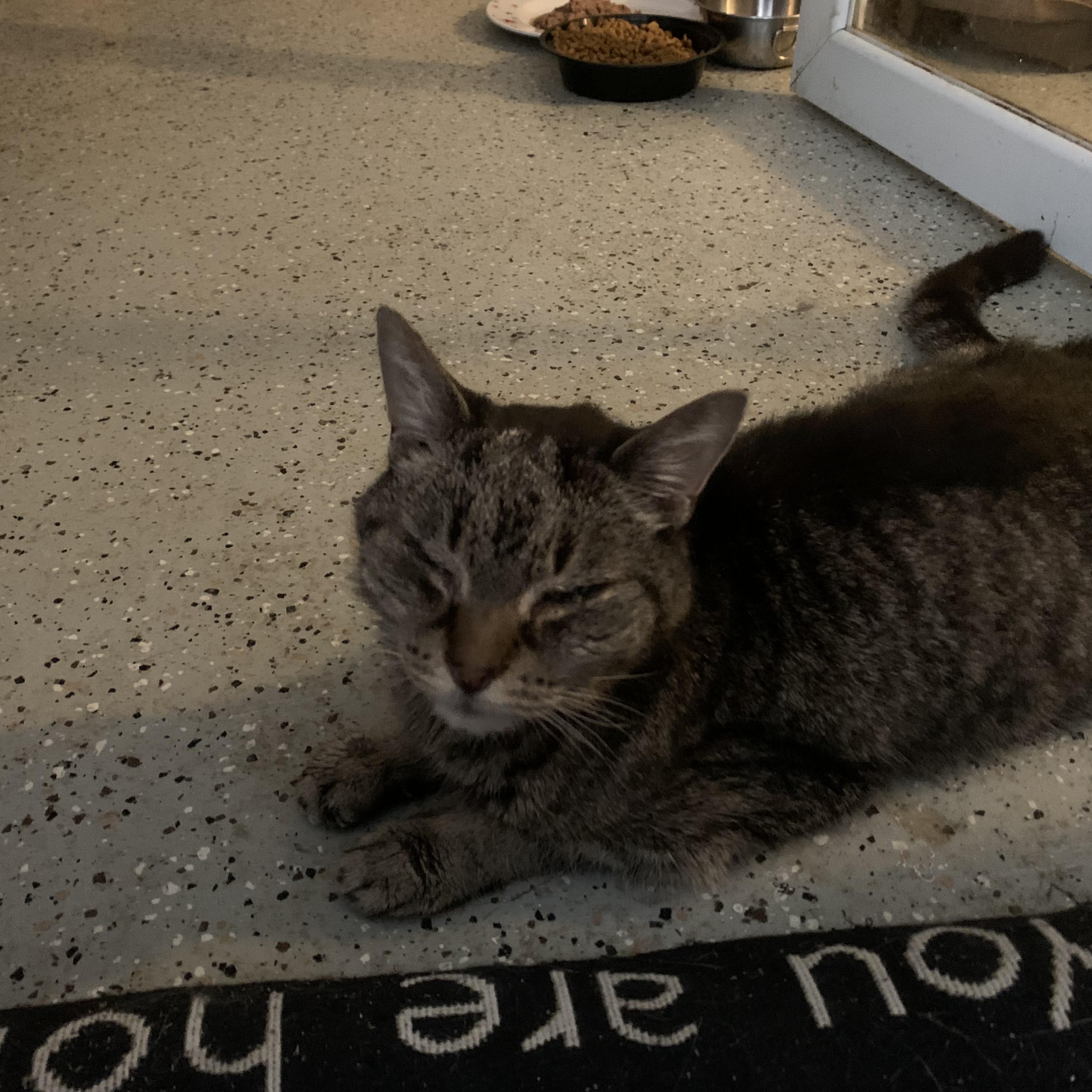 Enlarge Prince, a Adopted Domestic Short Hair in Pompton Lakes, NJ image 3/6