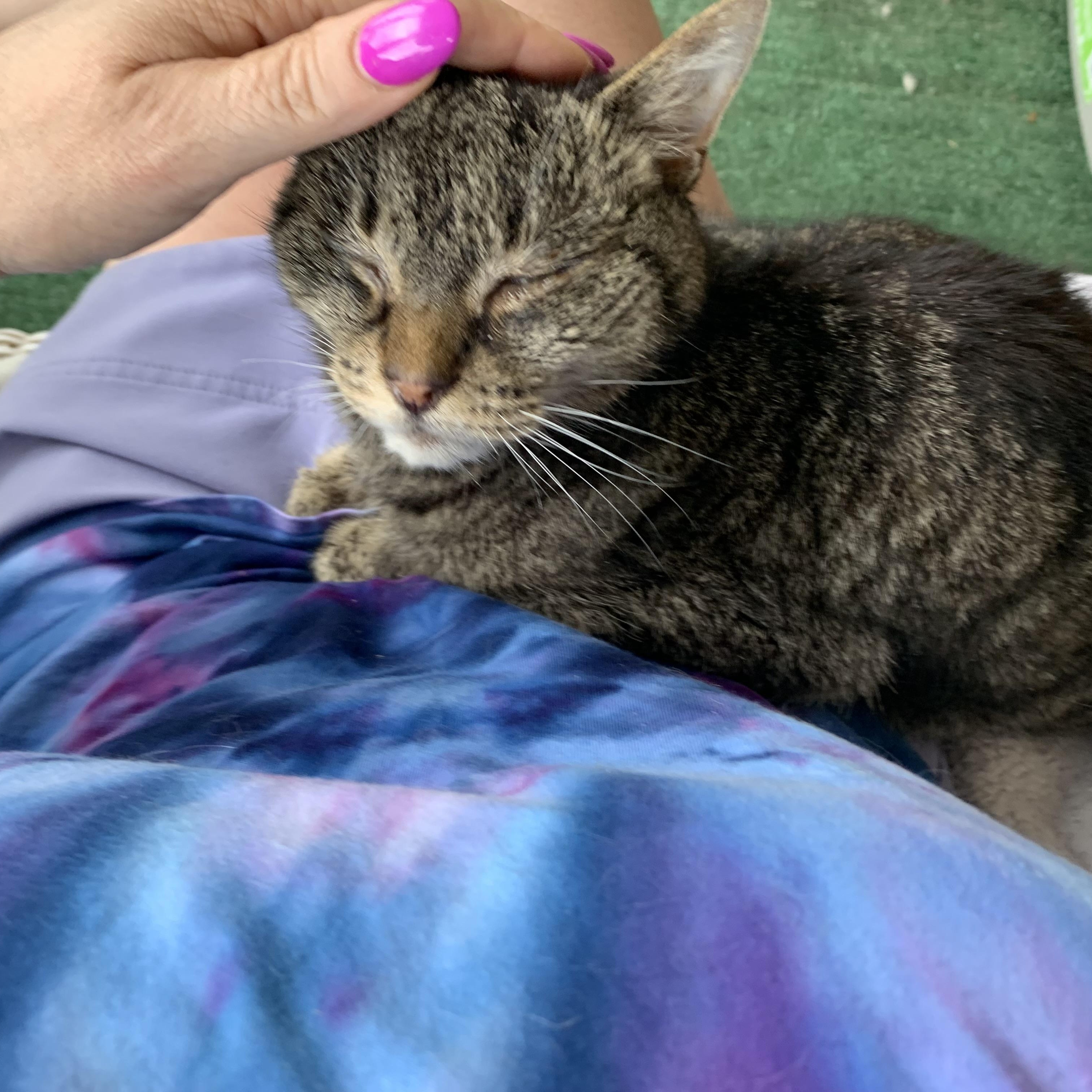 Enlarge Prince, a Adopted Domestic Short Hair in Pompton Lakes, NJ image 4/6