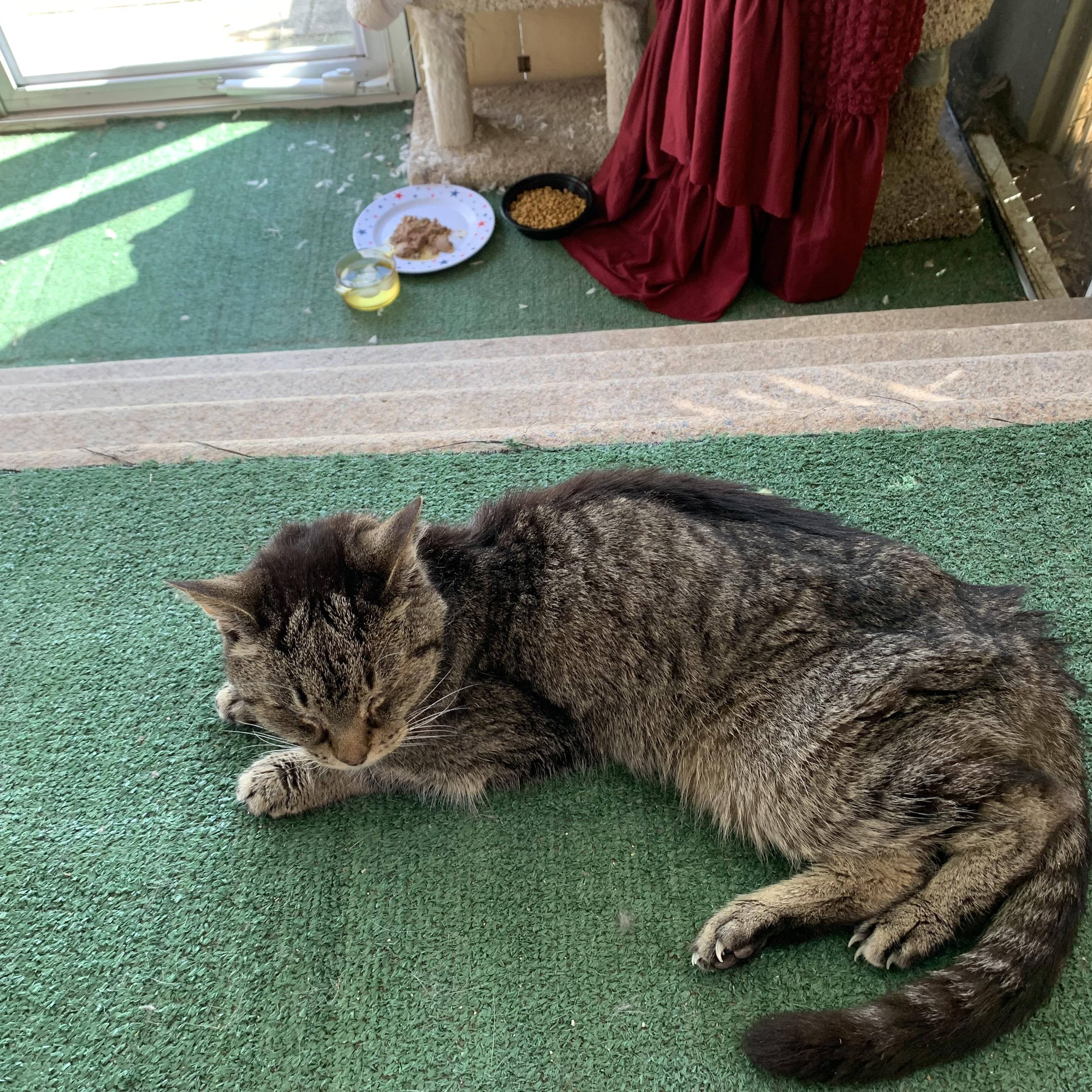Enlarge Prince, a Adopted Domestic Short Hair in Pompton Lakes, NJ image 5/6