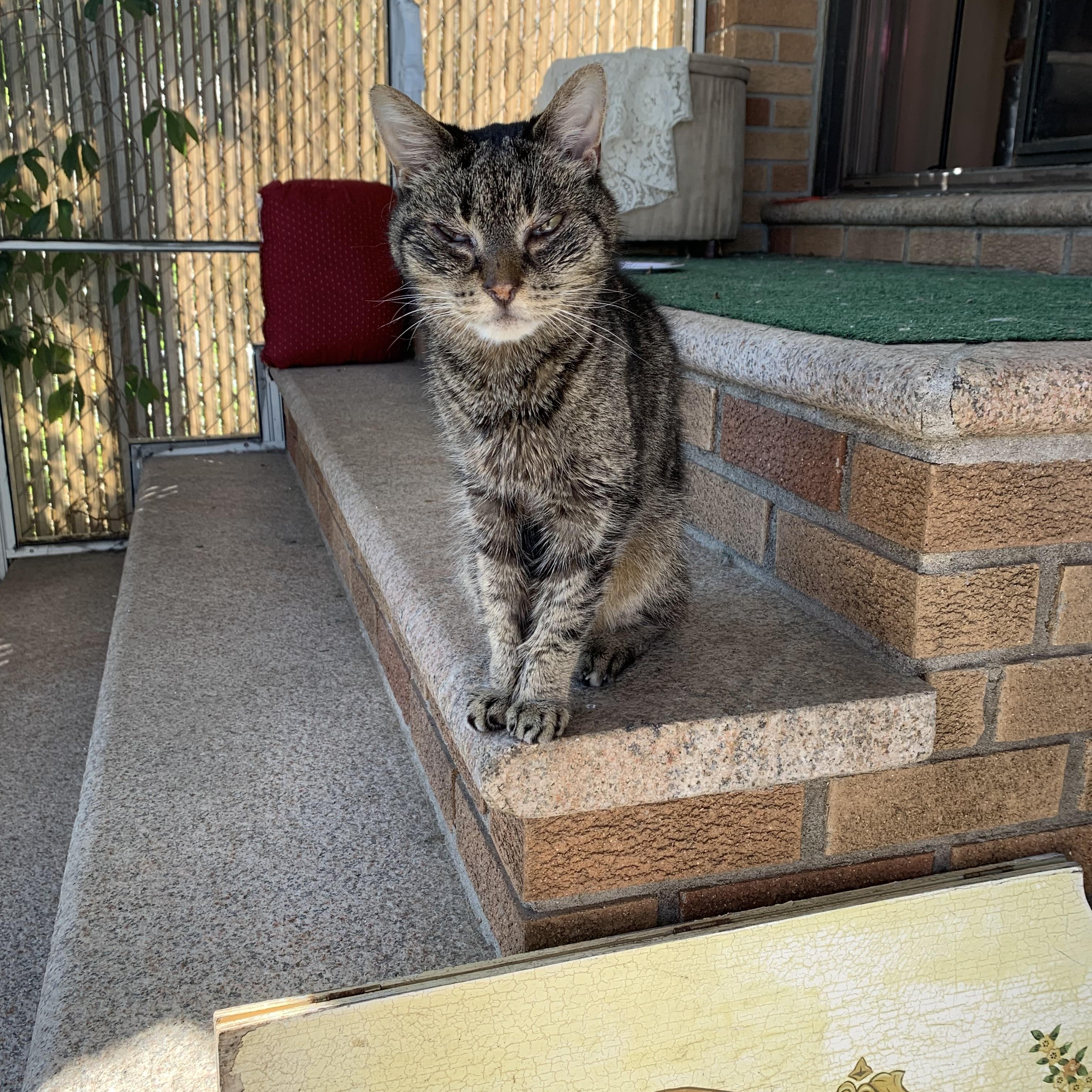 Enlarge Prince, a Adopted Domestic Short Hair in Pompton Lakes, NJ image 2/6