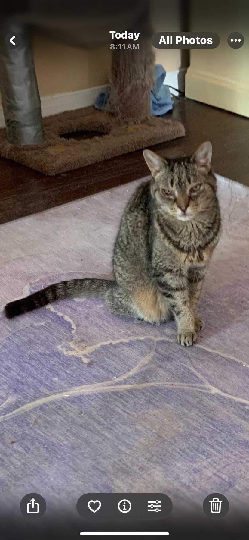 Prince, Adopted, Senior Male Domestic Short Hair.