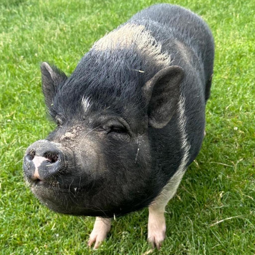 Jacqueline, Adoptable, Senior Female Vietnamese Pot Bellied.