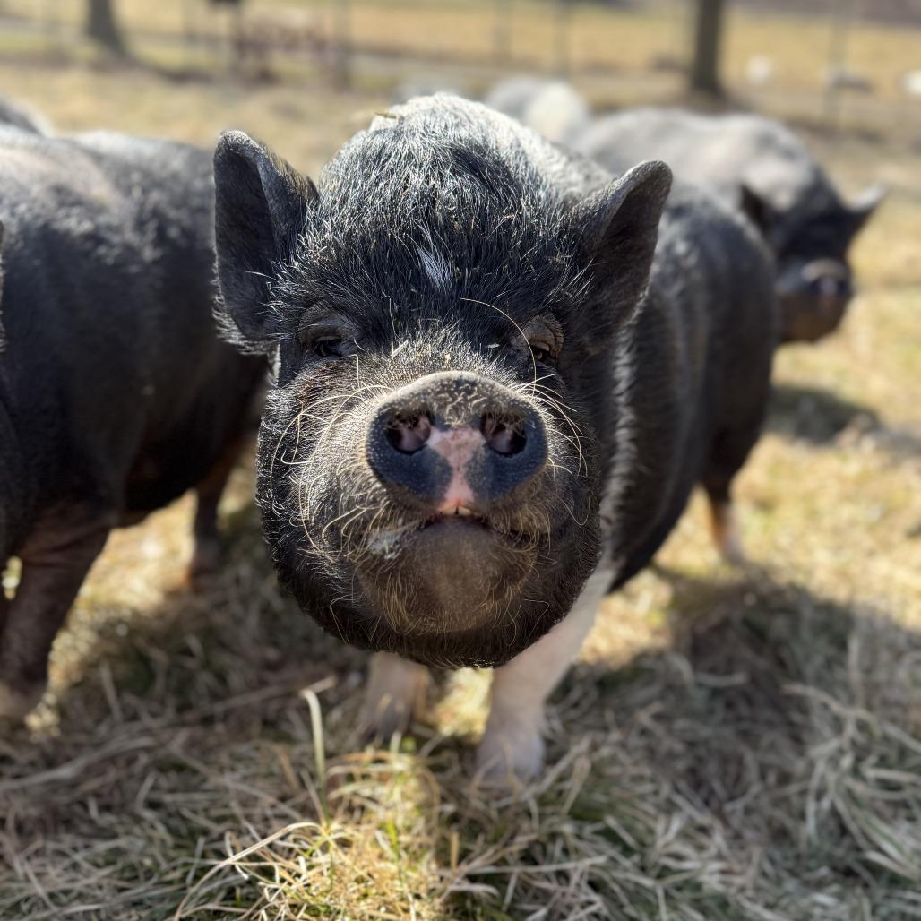 Jacqueline, a Adoptable Vietnamese Pot Bellied in Fairport, NY image 2/4