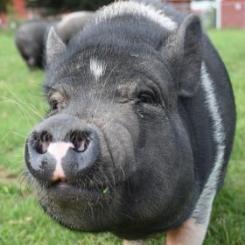 Jacqueline, a Adoptable Vietnamese Pot Bellied in Fairport, NY image 3/4