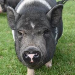 Jacqueline, a Adoptable Vietnamese Pot Bellied in Fairport, NY image 4/4