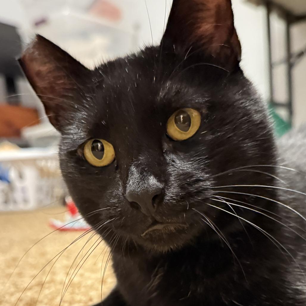 Salem — thumbnail 2