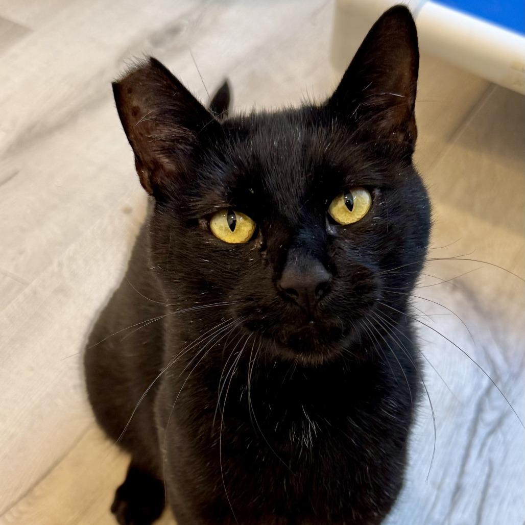 Salem — thumbnail 3