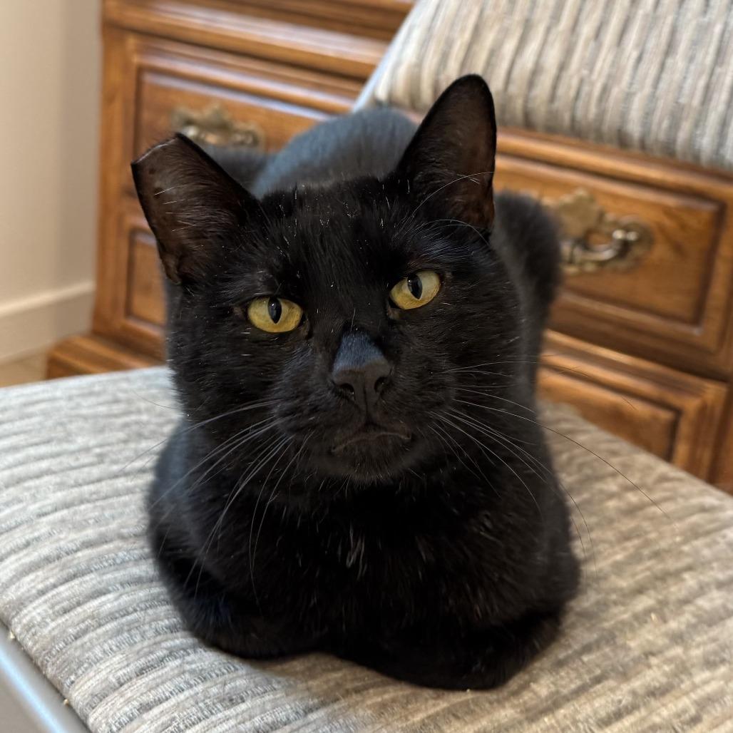 Salem — thumbnail 4