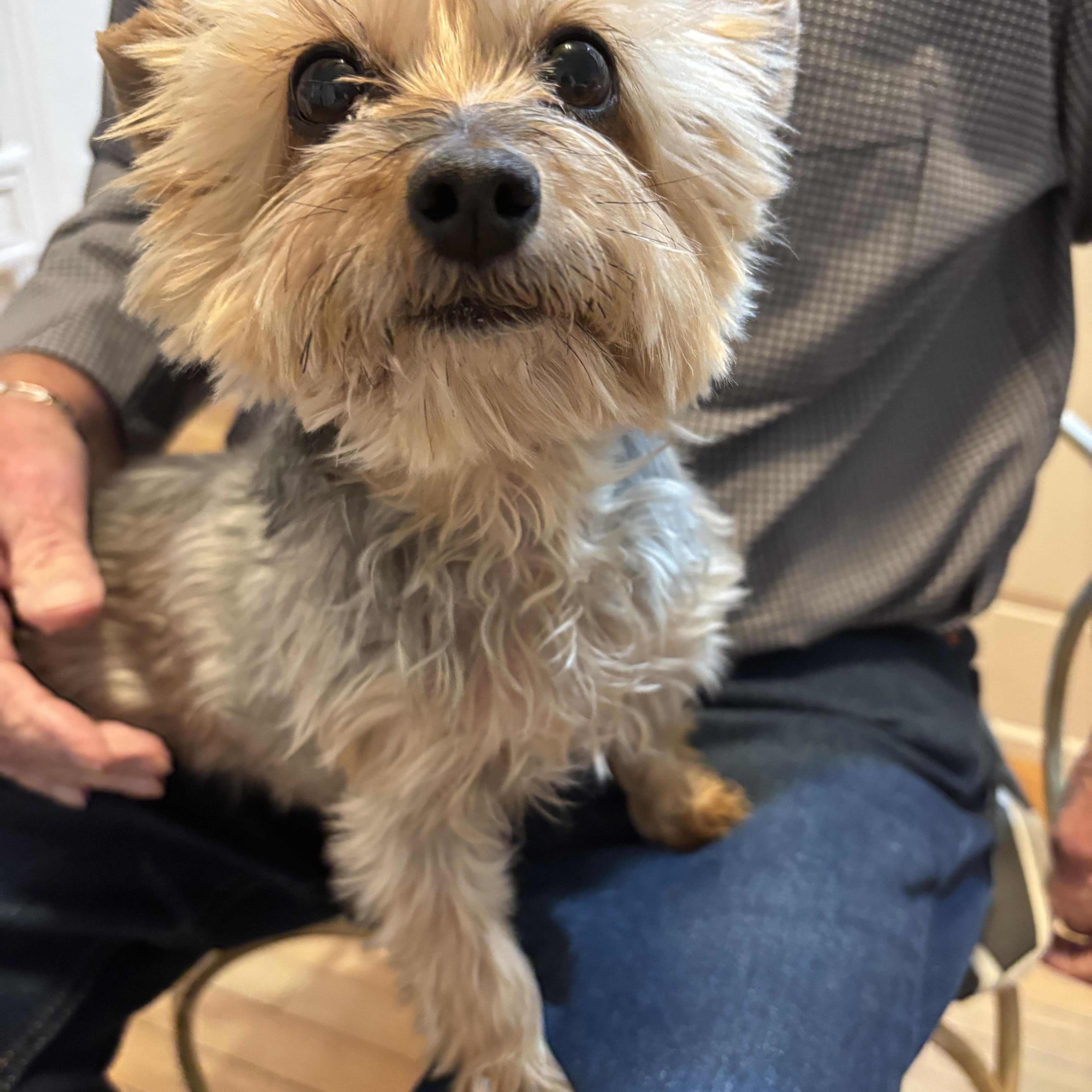 Princess Bella. ADOPTED, adopted, Adult Female Yorkshire Terrier.