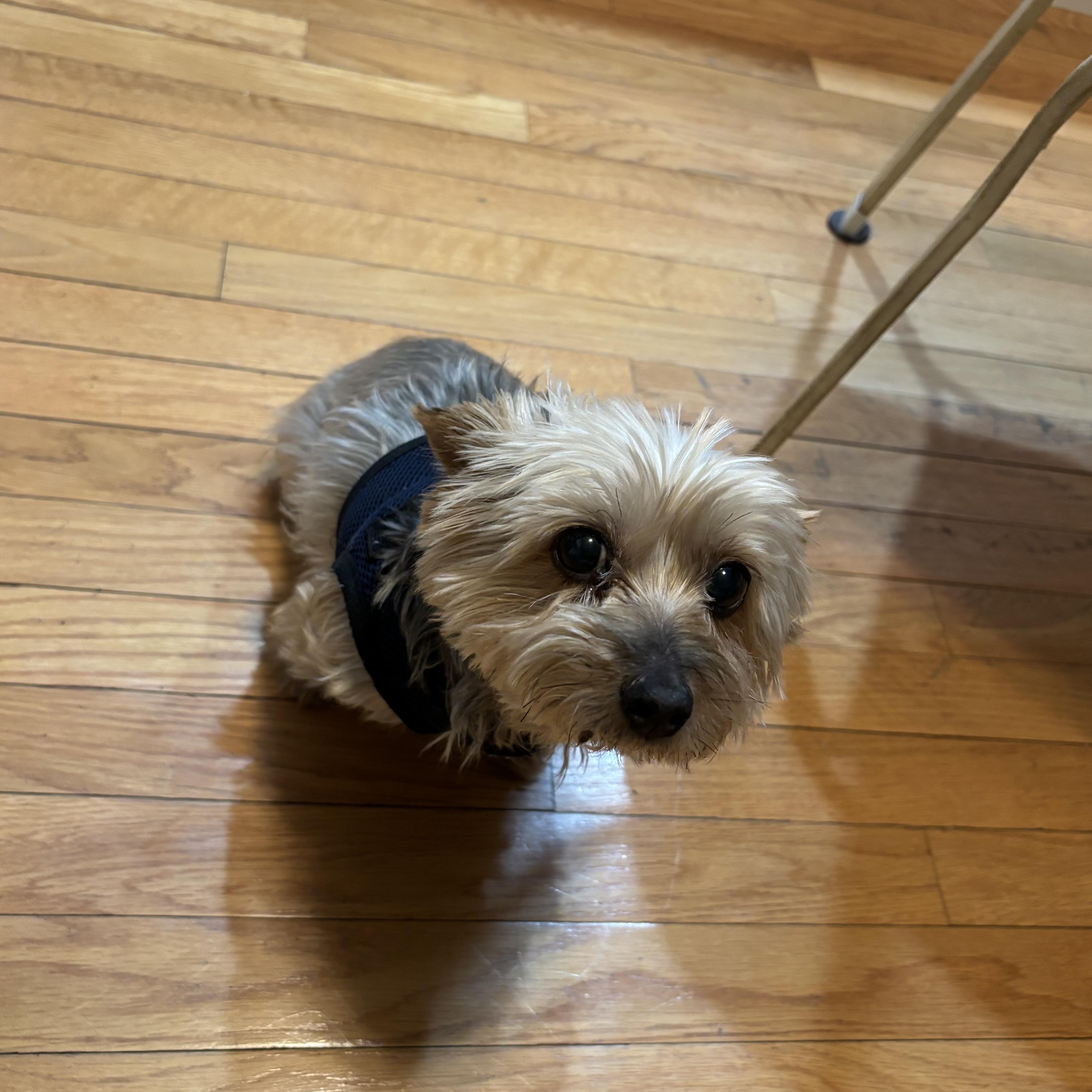 Enlarge Princess Bella. ADOPTED, an adopted Yorkshire Terrier in Union Grove, WI image 3/3