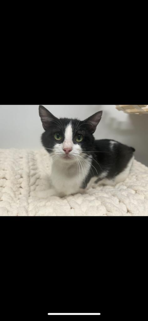 Bionic, Adoptable, Adult Male Domestic Short Hair.