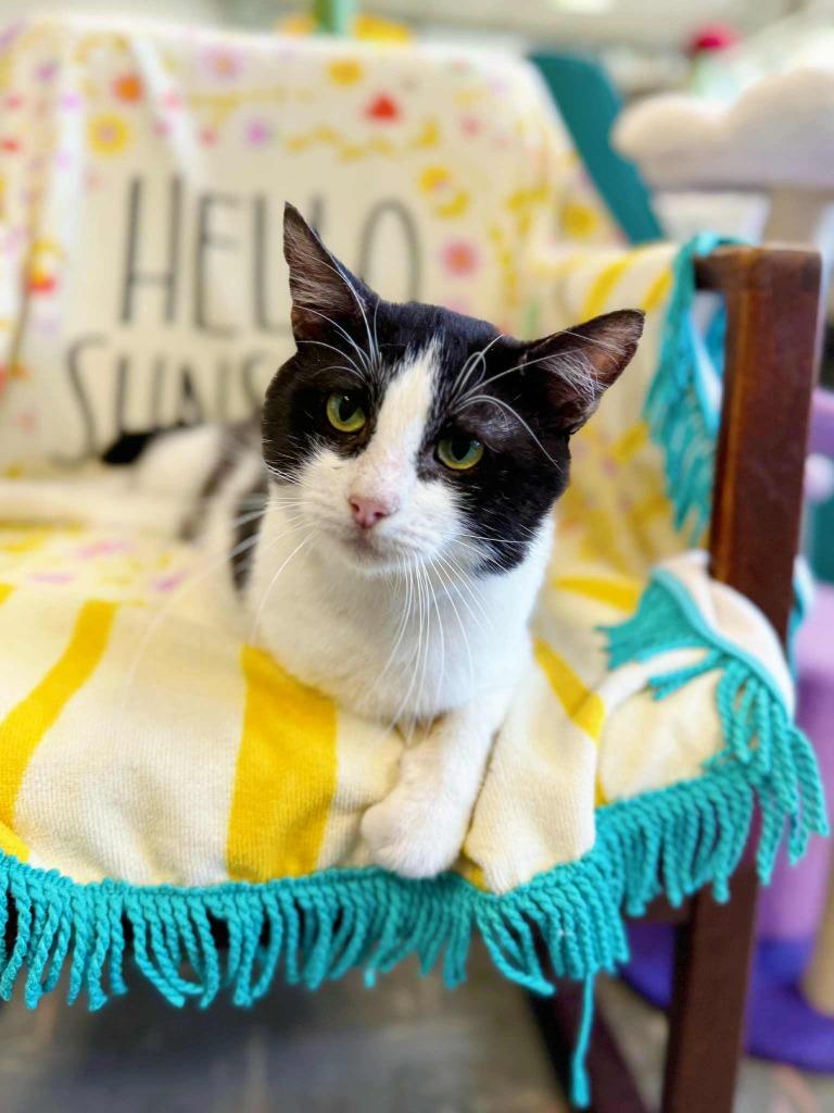 Bionic, Adoptable, Adult Male Domestic Short Hair.