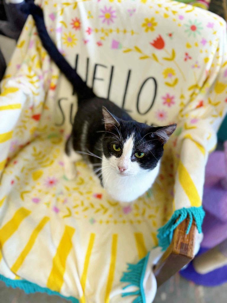 Bionic, a Adoptable mixed breed in Effingham, IL image 2/6