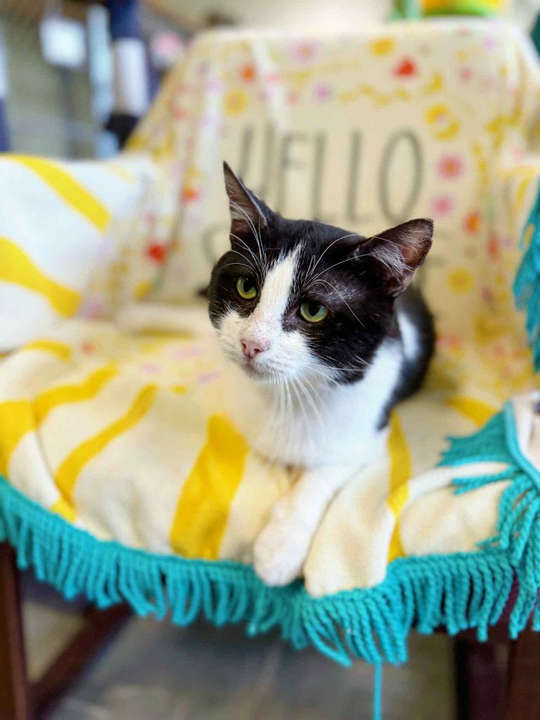 Bionic, a Adoptable mixed breed in Effingham, IL image 3/6