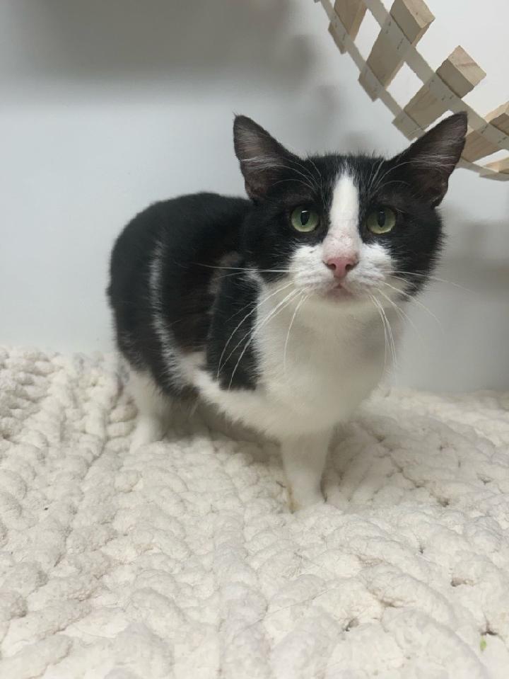 Bionic, a Adoptable mixed breed in Effingham, IL image 5/6