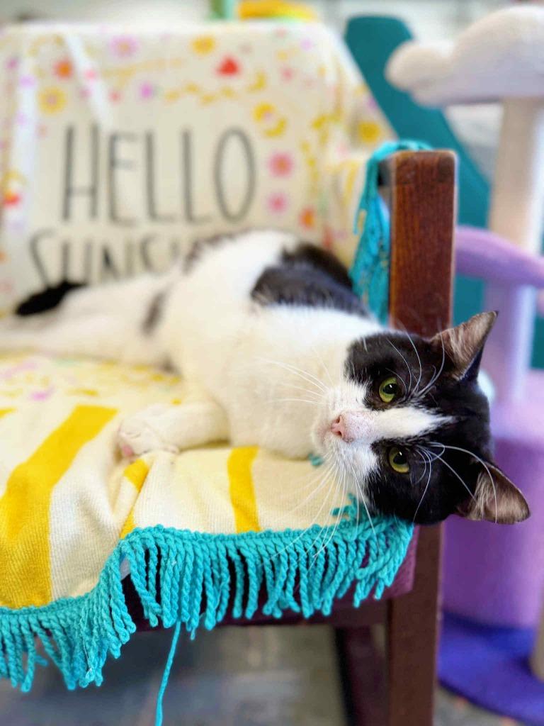 Bionic, a Adoptable mixed breed in Effingham, IL image 6/6