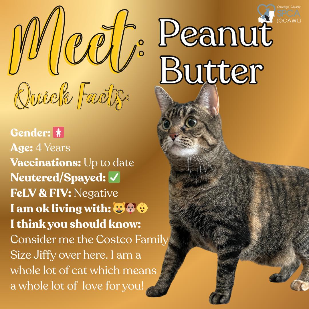 Enlarge Peanut Butter, a ADOPTABLE Tiger in Fulton, NY image 1/2
