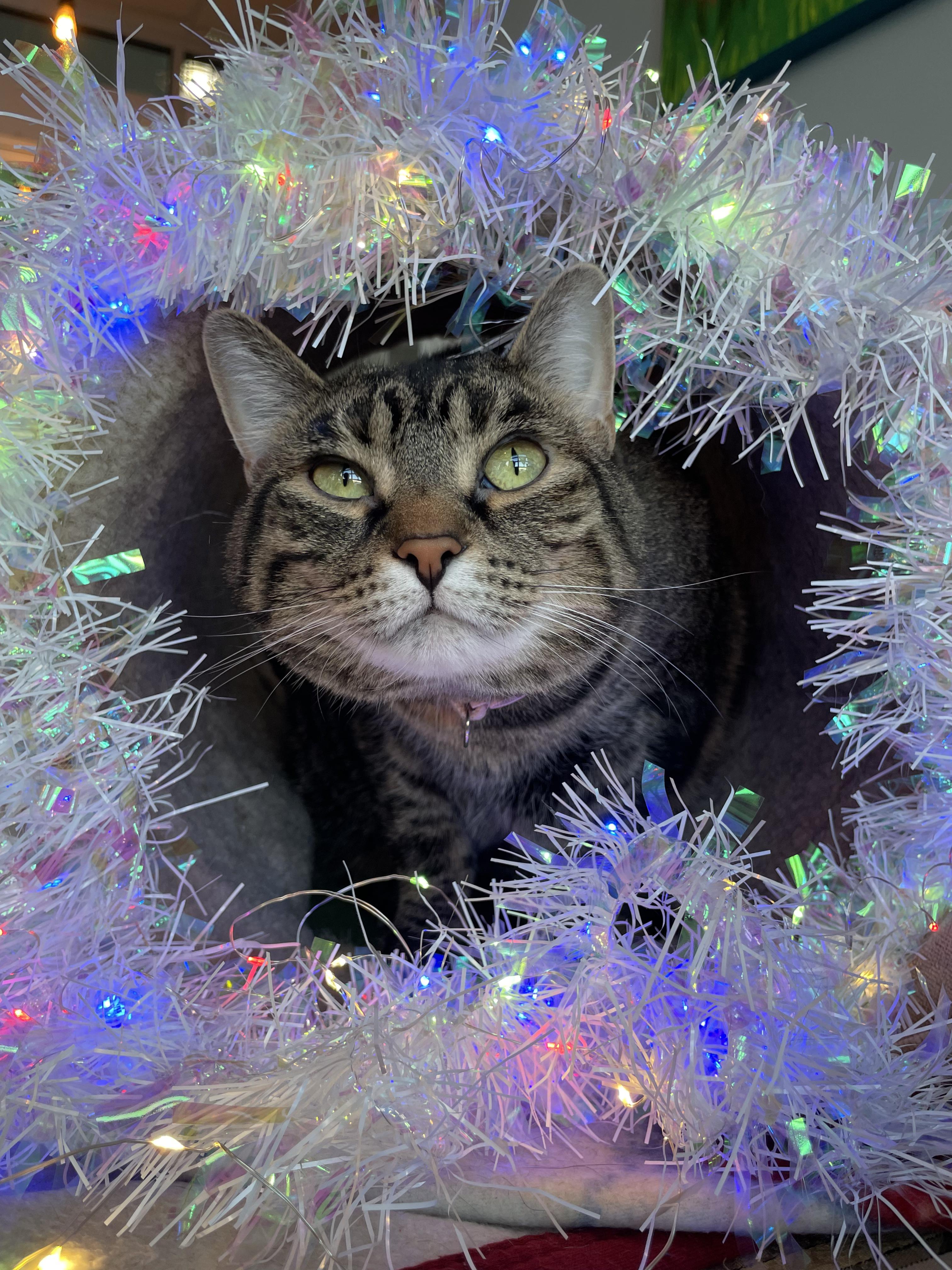 Enlarge Peanut Butter, a ADOPTABLE Tiger in Fulton, NY image 2/2