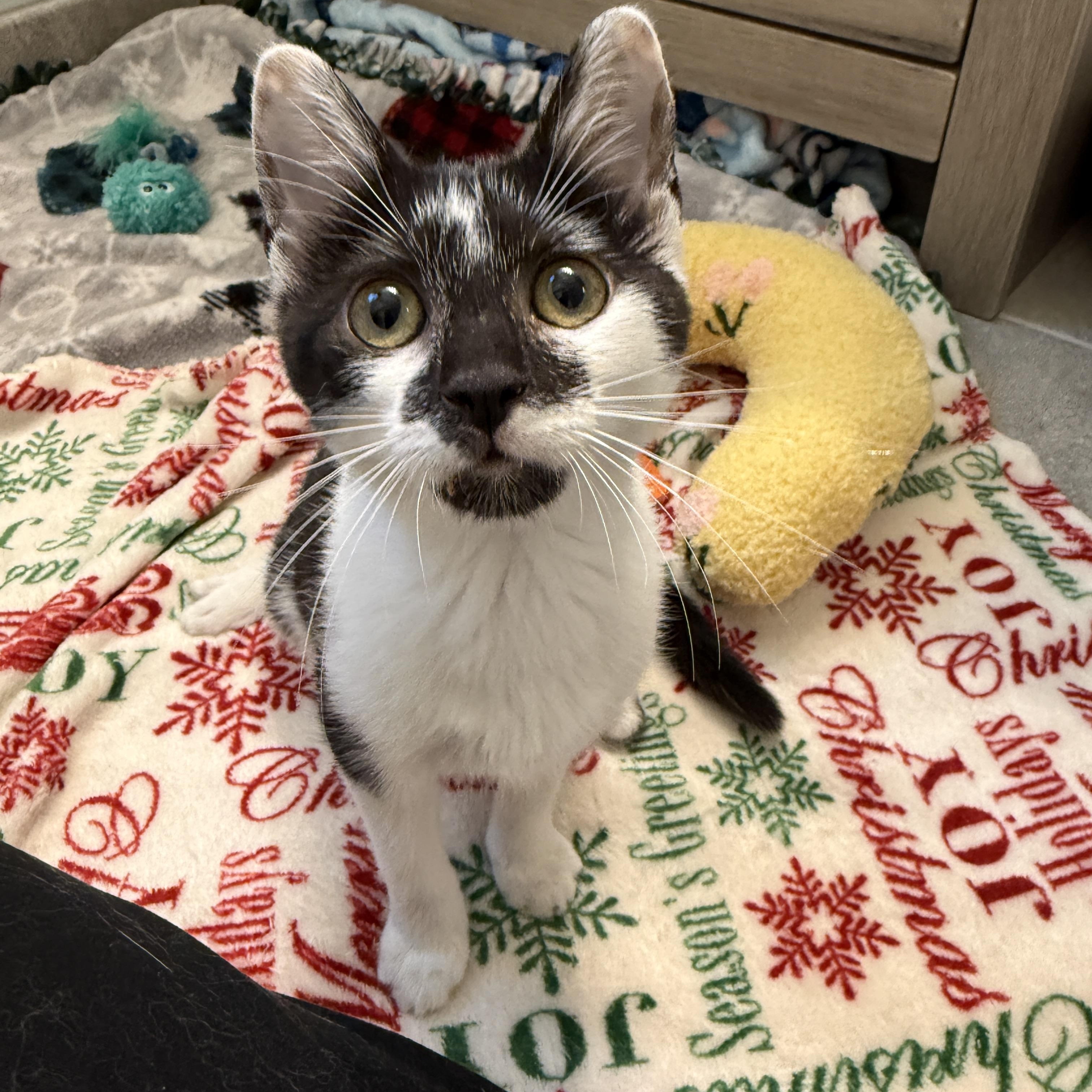 Gopher Girl, ADOPTABLE, Kitten Female Domestic Short Hair.