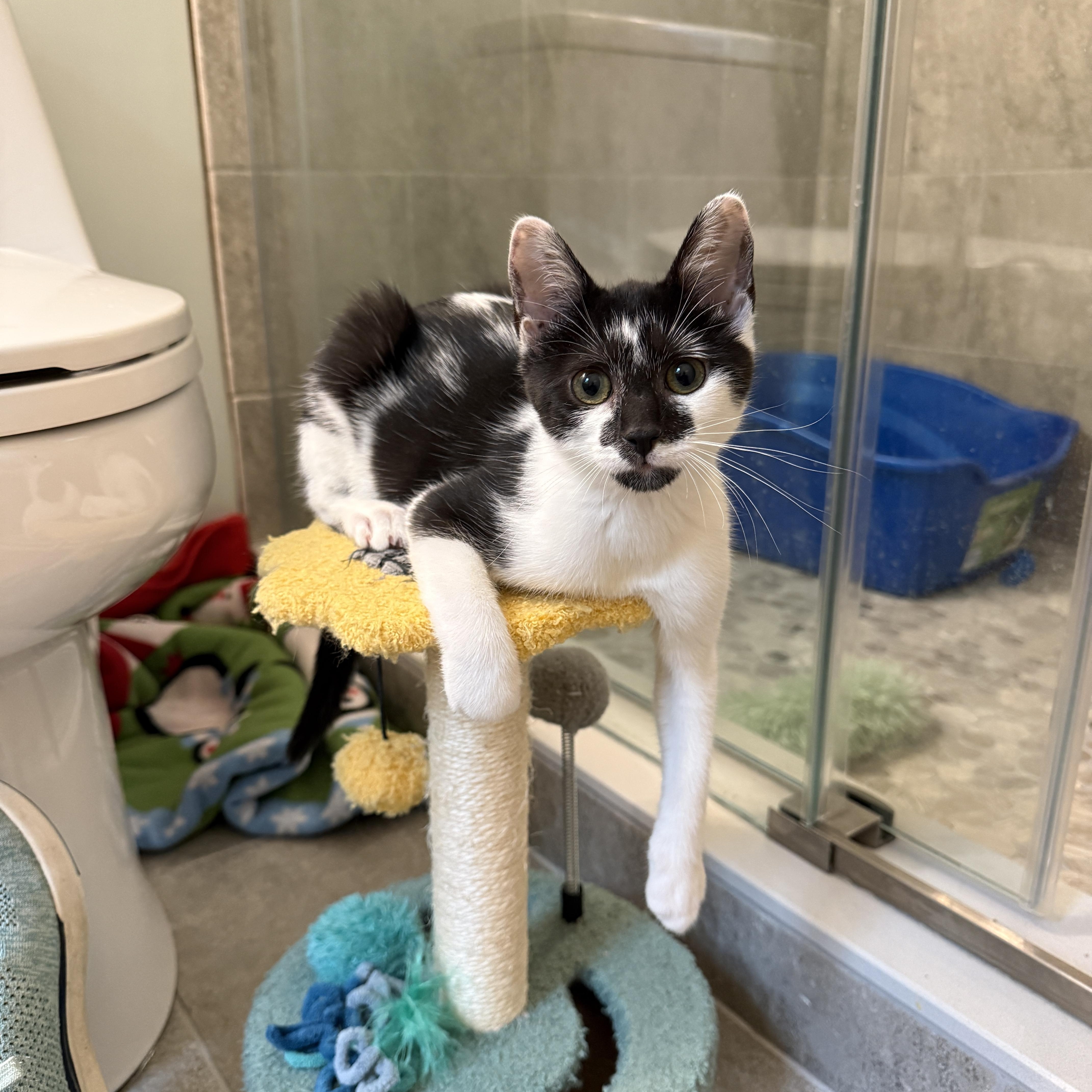 Gopher Girl, an adoption pending Domestic Short Hair in Leesburg, VA image 6/6