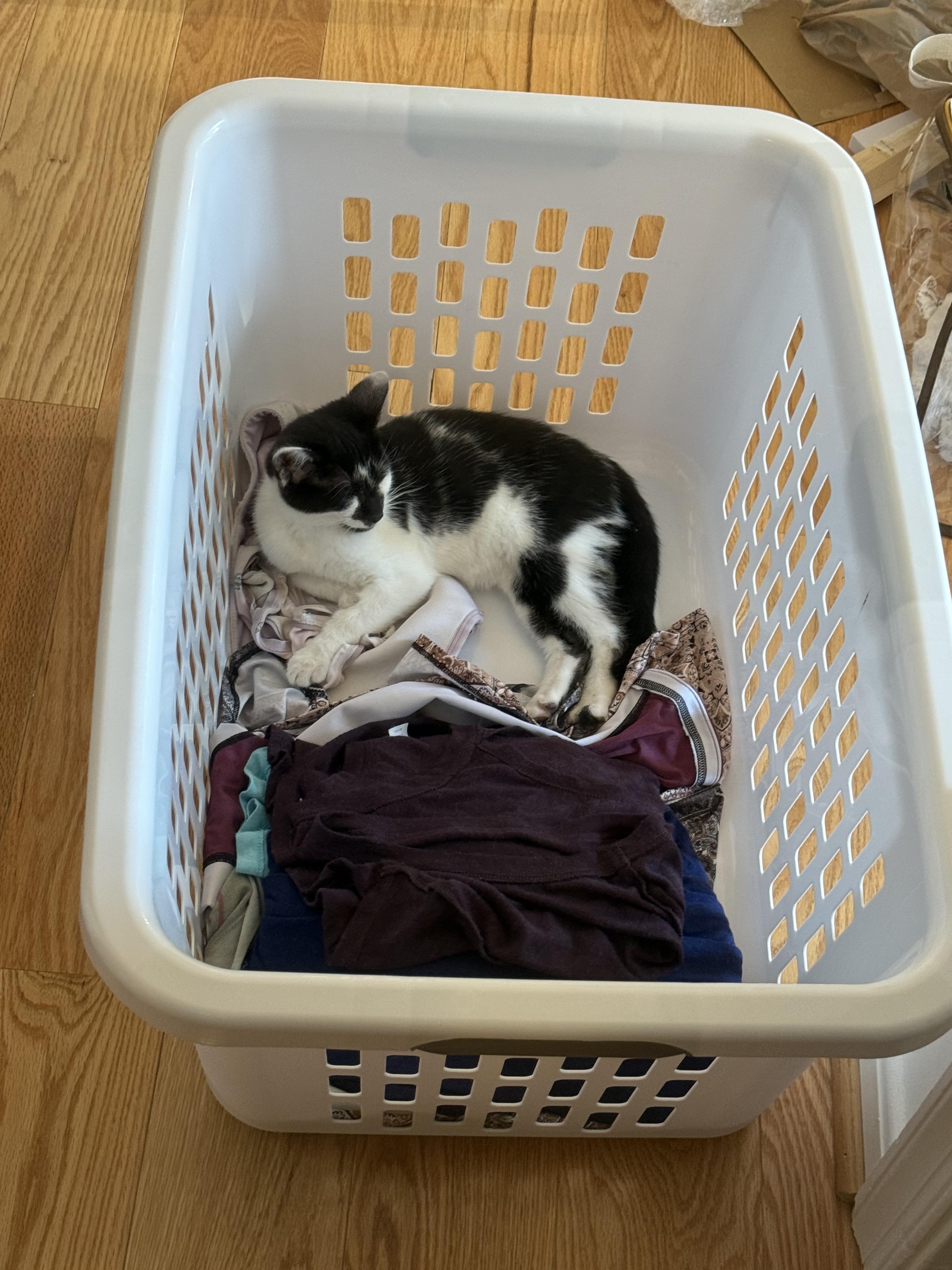 Gopher Girl, an adoption pending Domestic Short Hair in Leesburg, VA image 3/6