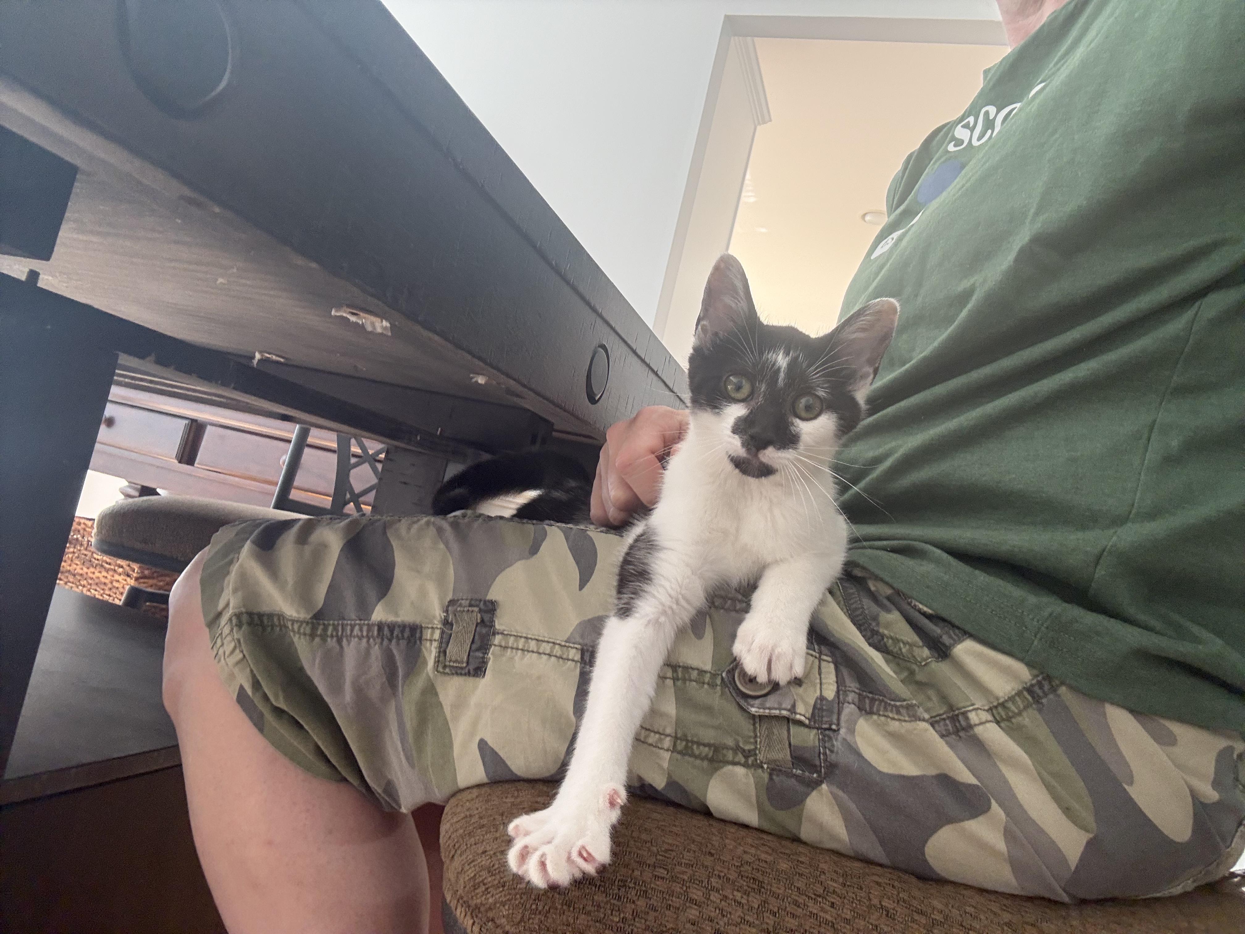 Gopher Girl, an adoption pending Domestic Short Hair in Leesburg, VA image 2/6