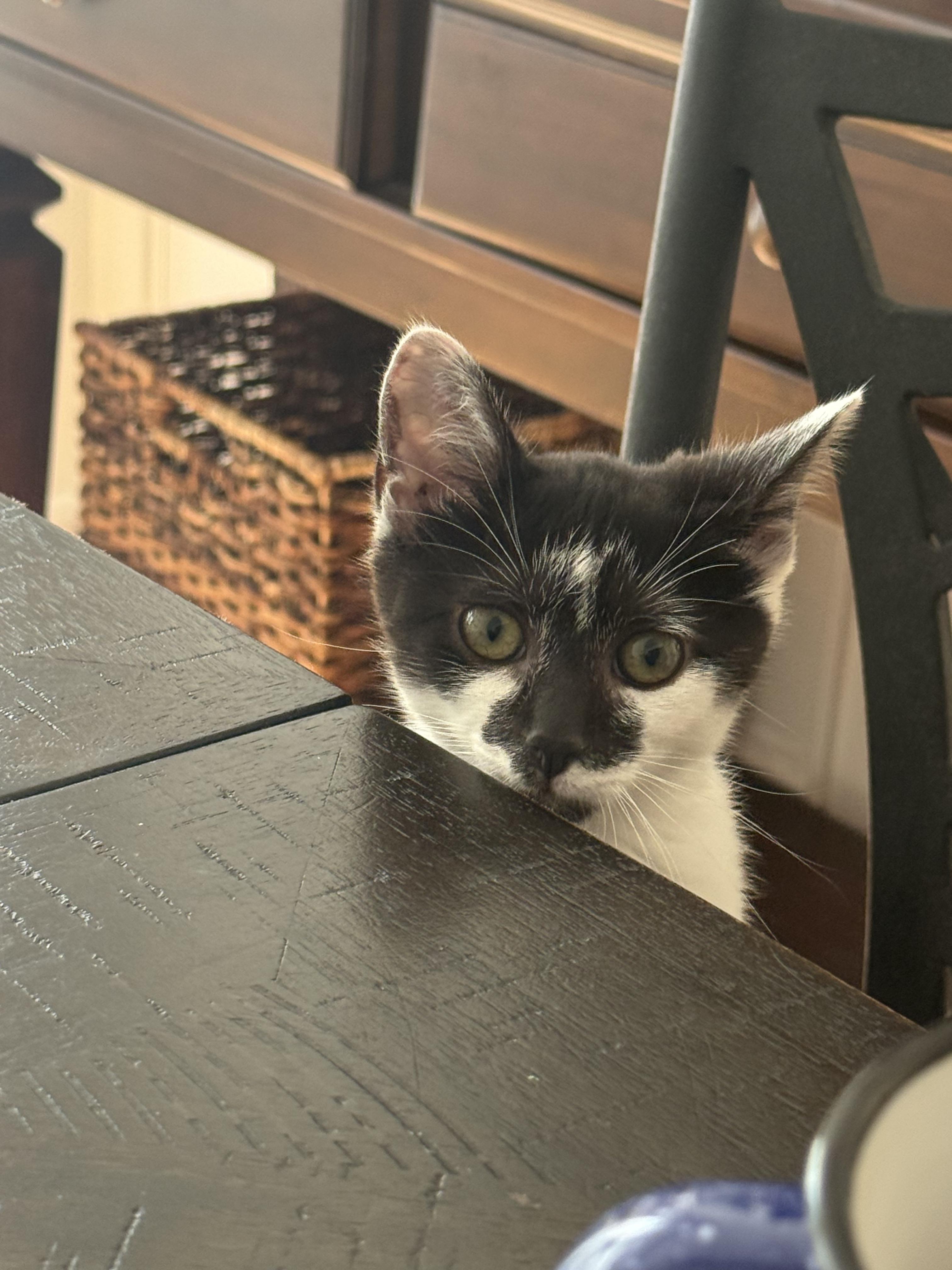 Gopher Girl, an adoption pending Domestic Short Hair in Leesburg, VA image 4/6